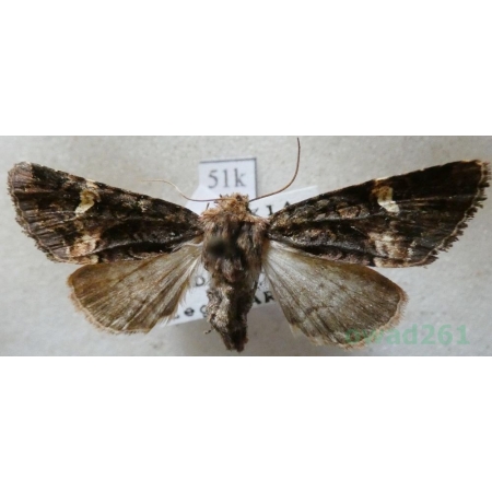 Rileyiana fovea (Treitschke, 1825) Czech51k